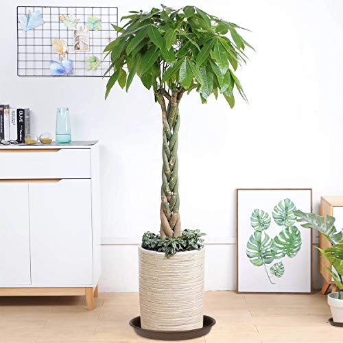 Tite Plant Saucer 12 Inch, Heavy Large Planter Durable Thicker Plastic Plant Trays For Indoors And Outdoor, Plant Saucer Drip Trays,Brown (12" - 3 Pack) #TOP6