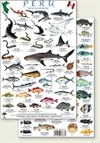 Peru Reef Fish Guide