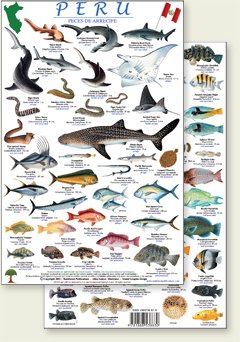 Peru Reef Fish Guide