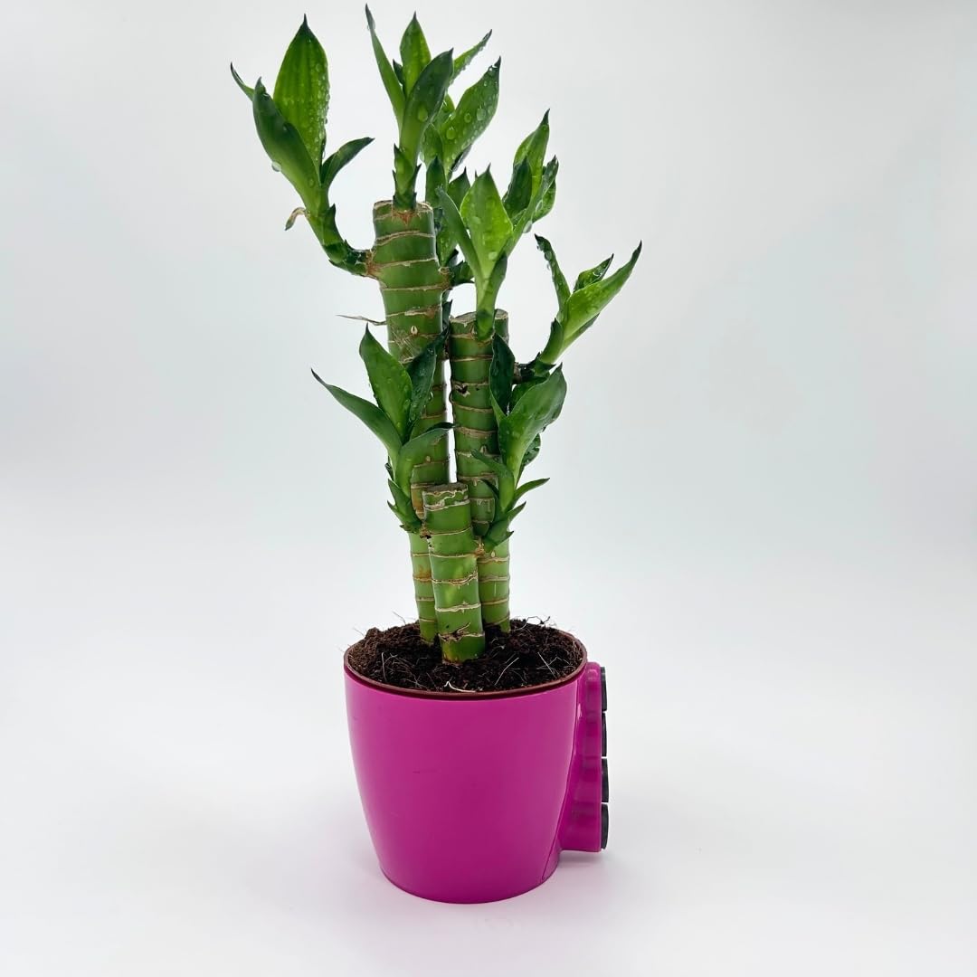 Amulya FARMS & NURSERY Lucky Bamboo Lotus Bonsai Plant with Flying MAGNET POT | Indoor Live Plants for Living Room & Desk Decor | Feng Shui Plant (Pot Colour May Vary Depending on Availability)