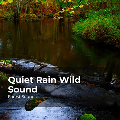 Play Quiet Rain Wild Sound by Forest Sounds, Ambient Forest