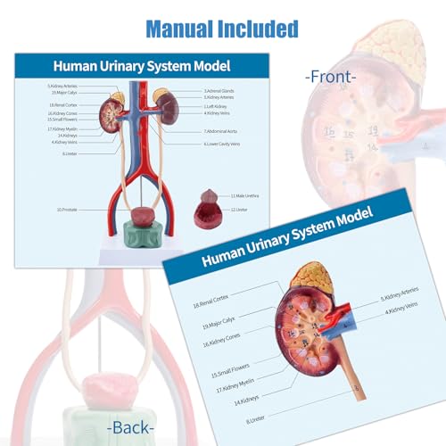 Image of Male Urinary System Anatomy Model, Human Life Size Removable Bladder Kidneys Ureters and Adrenal Glands with Product Manual Card and PVC Base Labeled Numbered for Medical Education Study