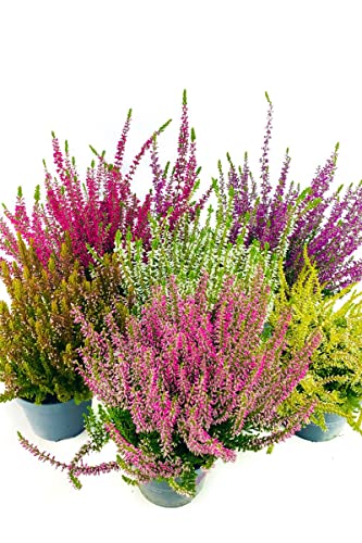 6er Callunen Set Mosaic, Besenheide, Winterheide, Calluna Vulgaris, Beauty Ladys