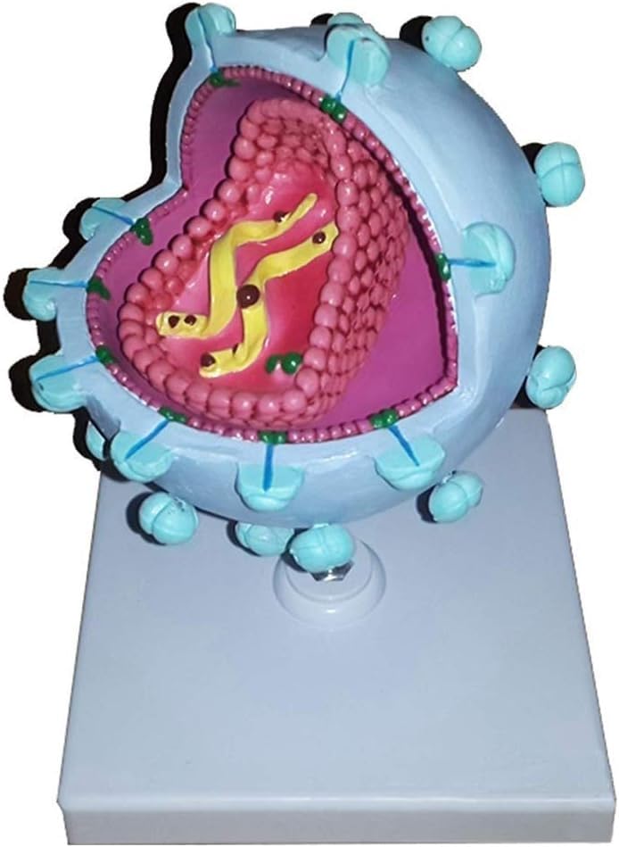 Vergrößertes anatomisches medizinisches Lehrmodell for HIV-Viren