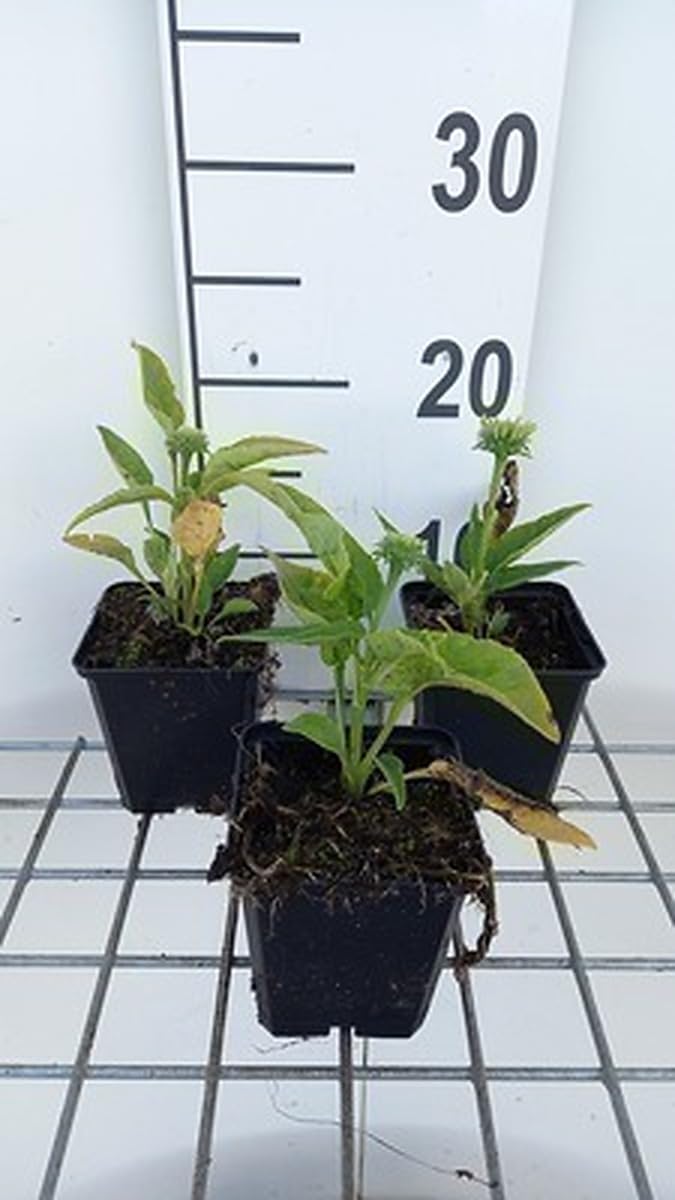 6x Sonnenblume - Echinacea purp. Mellow Yellows' | pot 9 x 9 cm