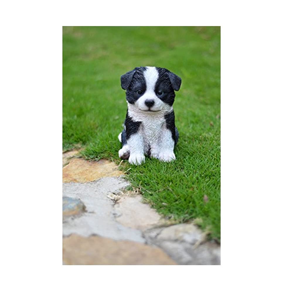 Beautiful Border Collie puppies in Tipperary