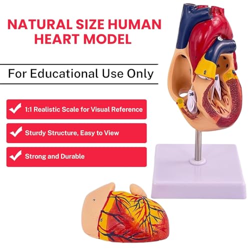 Modelo anatómico de corazón tamaño real con 34 estructuras numeradas y base 3