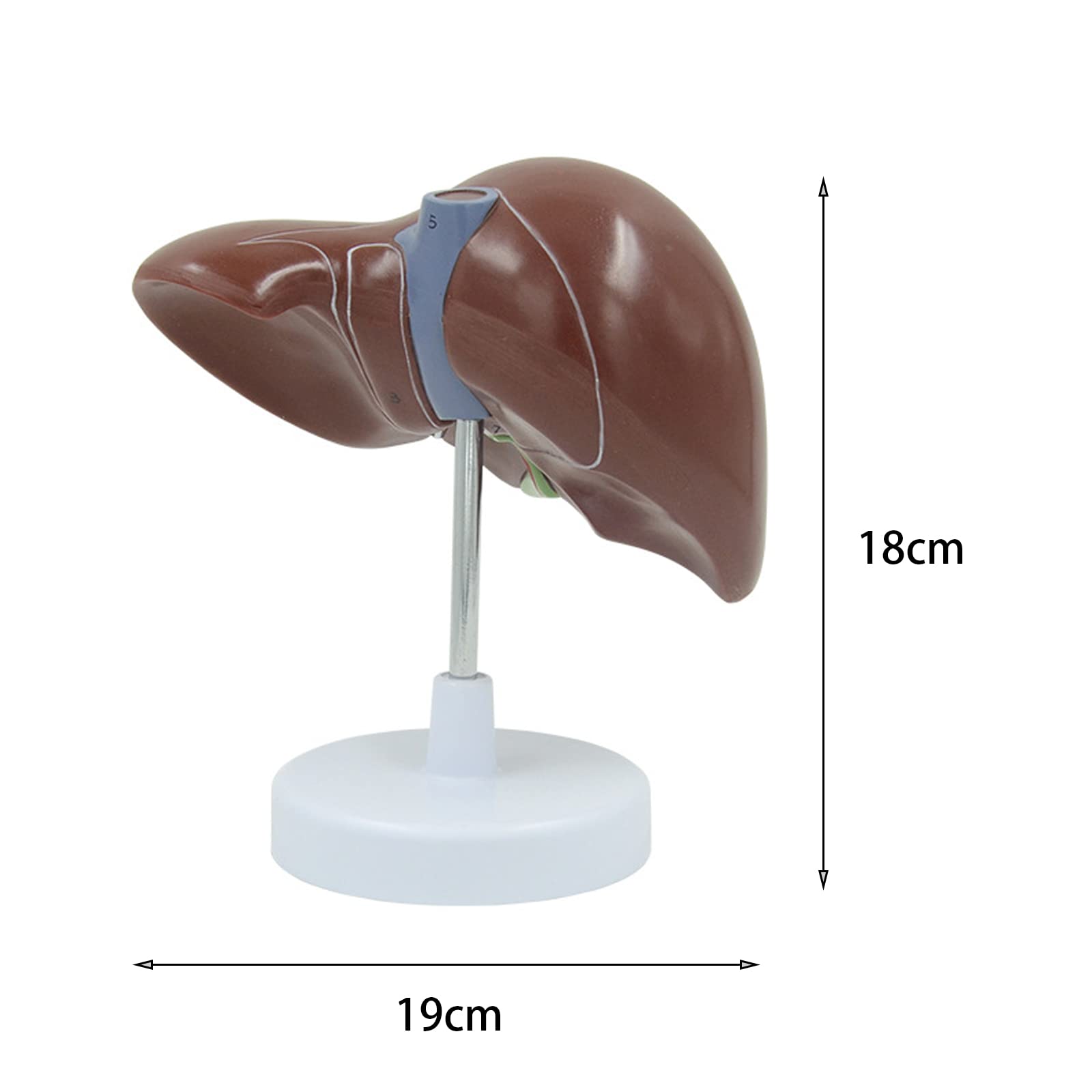 Anatomiczny model ludzkiej wątroby anatomiczny model narządów ludzkich szkoła nauczanie narzędzie ekspozycyjne sprzęt laboratoryjny