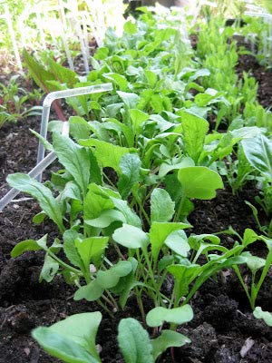 See full amazon price history chart for Antier Dandelion (Imported) Microgreen Seeds - Pack Of AVG 30-50 Seeds x 2 Packet Antier Dandelion (Imported) Microgreen Seeds - Pack Of AVG 30-50 Seeds x 2 Packet (B07XYC4MZ7) Amazon Price History, Amazon Price Tracker