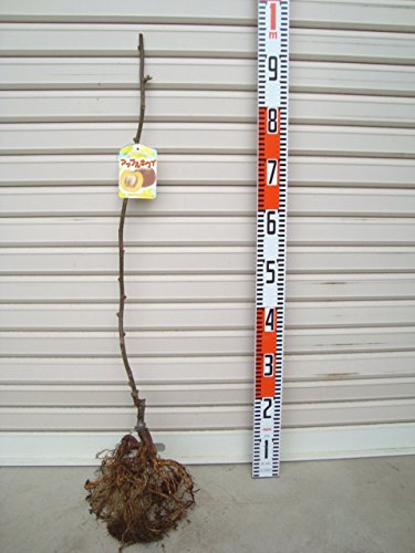 プロおすすめ キウイフルーツの苗木の選び方を元ホームセンター店長が紹介します 元ホームセンター店長の日常