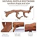 BNOSDM 2PCS Reptile Wood Branches Decor,Lizard Habitat Natural Wood Decoration,Snake Climbing Branch Accessories,Terrarium Tree Trunk Ornament for Bearded Dragon Gecko Frog Chameleon Spider