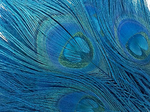 5 Pieces – Turquoise Blue Bleached & Dyed Peacock Tail Eye Feathers 10-12” Long Halloween Craft Supply | Moonlight Feather