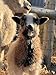 The Natural Sheep Handbook: Raising a Healthy Flock from Farm to Table