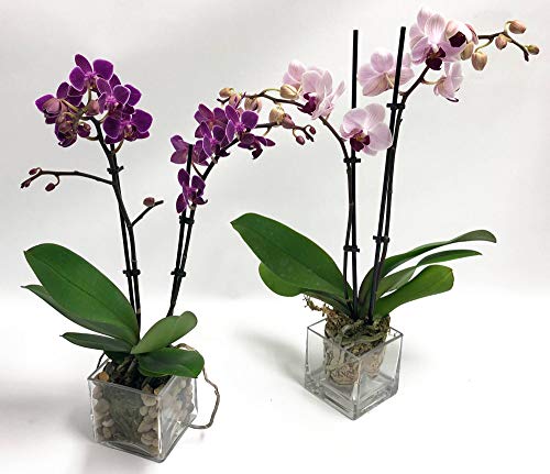 Athena's Garden Two Sets of Live Orchid Plants, Light Pink & Purple Double Spike Phalaenopsis in Container