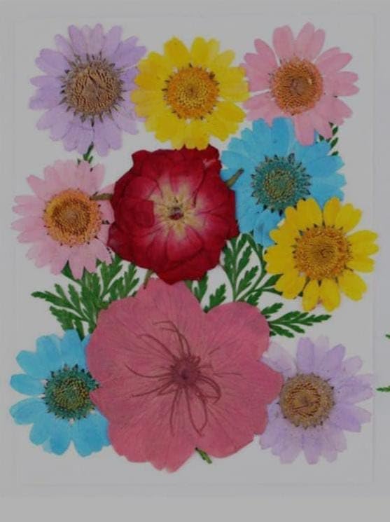 1 Box Natural Multicolor Pressed Daisy Flowers | Delicate Dried Flowers Art Craft Mixed Soap, Candle, Scrapbook, DIY, Resin Tray Jewellery, Pendant ( Multicolor Pressed Flowers )-image-22