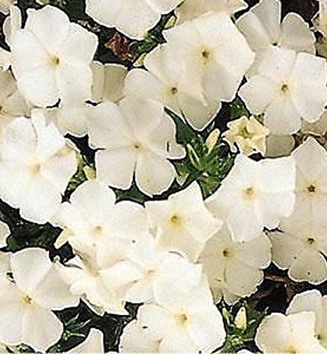 Portal Cool 50 Phlox Semi Ethnie bianco Semi semi di fiore