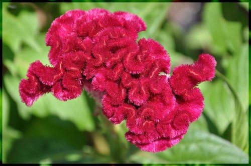 SEMILLAS la flor de Rose de 30 Celosia Cramers&rsquo;, cresta de gallo