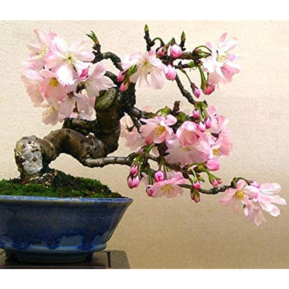 50 Japanese Flowering Cherry Blossom Bonsai Seeds, Liberia | Ubuy