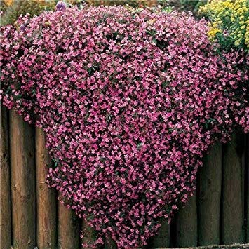 . 200 pcs Rare Africa Chrysanthemum Flower Indoor & Outdoor Popular Daisy Lovely Flowers Home & Garden Pots 60: 4