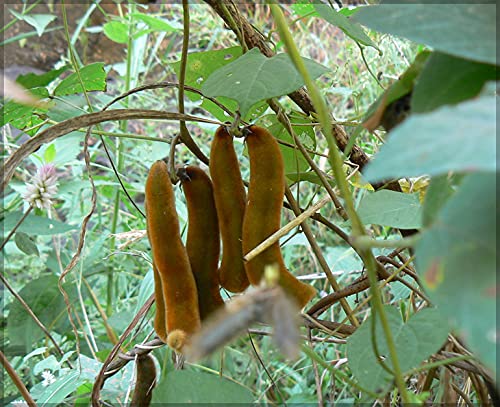 Gardenhunt Velvet Bean / Mucuna Pruriens (Poonaikali) Traditional Seeds (Pack Of 15+ Seeds)