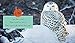 Snowy Owls (Spot Arctic Animals)