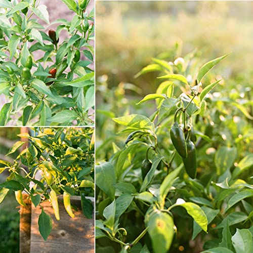 Sereniseed Certified Organic Hot Pepper Seeds (10-Pack) – Non GMO, Open Pollinated – Jalapeño, Cal Wonder, Banana, Serrano, Shishito, Red Habanero, Poblano, Cayenne and More - Image 5