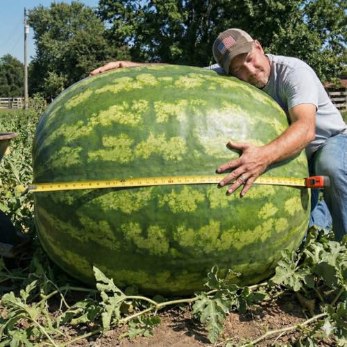 10+ Giant Carolina Cross Watermelon Seeds Extra-Large Variety for Home Garden Long Season Outdoor Planting JOCADEW