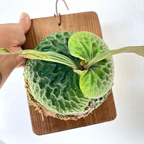 Amazon.co.jp: 観葉植物 - 花・観葉植物: ホーム&キッチン Amazon.co.jp: 観葉植物 - 花・観葉植物: ホーム&キッチン