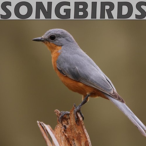 Songbirds Birdsong Digital Music