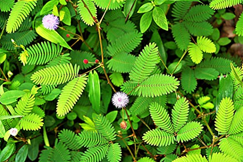 Raise Me Up: Seeds Sensitive Plant Mimosa Shy Grow Quickly Perennial Flowers #TOP2