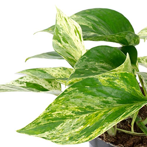 Efeutute - echte Zimmerpflanze, Epipremnum aureum - Höhe ca. 15 cm, Topf-Ø 12 cm - Image 3