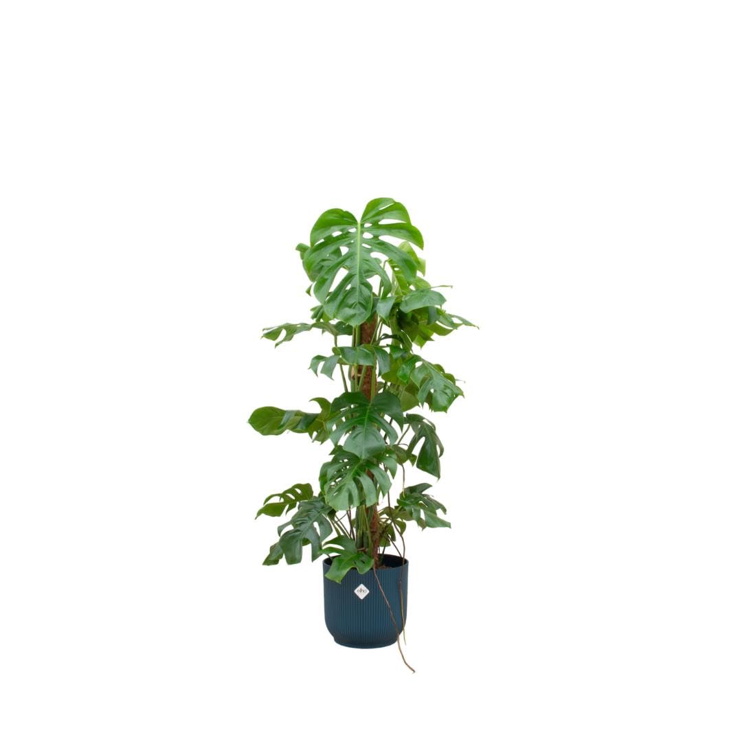 Kombi Deal - Monstera Pertusum XL inkl. Elho Vibes Fold Round Ø30 pink - 120 cm