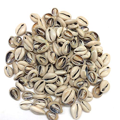 200+ Pcs Medium Bulk Cut Sea Shell Beads Cowrie Loose Cowry
