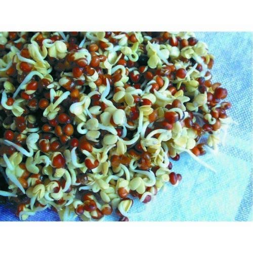 Wafer Sprouting Seeds - Radish - 2000 Seeds