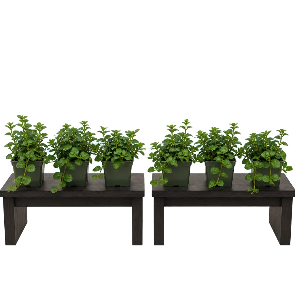 DECOALIVE Mentha Piperita - Set de 6 Plantas, Menta, 25-30 cm de Altura - de Aroma Fresco