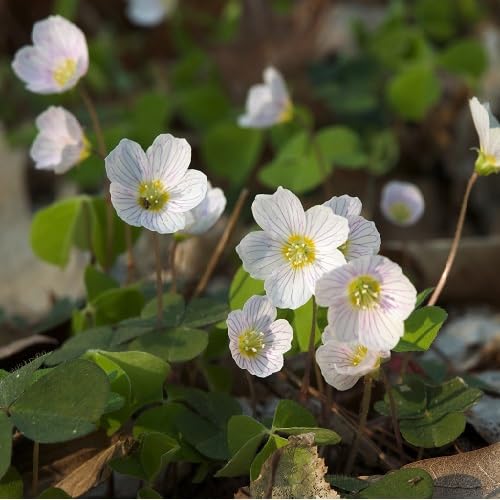 100Pcs White Oxalis acetosella Flower Seeds