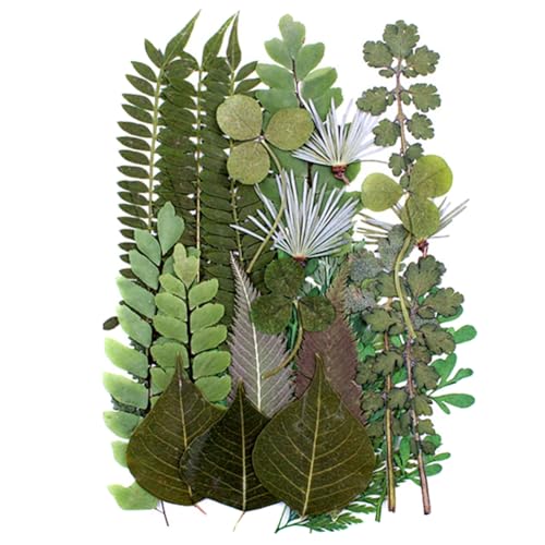 30 hojas prensadas secas para manualidades Surakey miniatura 1