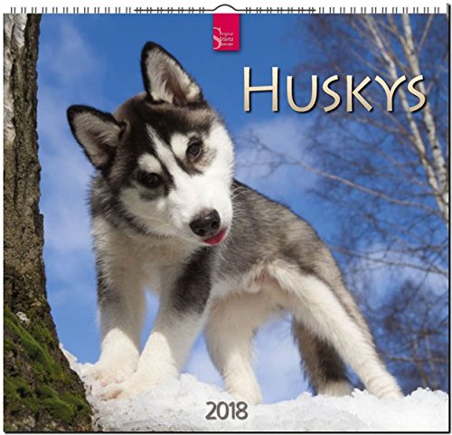 HUSKYS: Original Stürtz-Kalender 2018 - Mittelformat-Kalender 33 x 31 cm HUSKYS: Original Stürtz-Kalender 2018 - Mittelformat-Kalender 33 x 31 cm