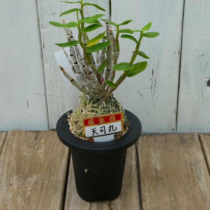 Amazon.co.jp: 長生蘭 天司丸 セッコク 苗 3号鉢 斑入り 石斛 山野草