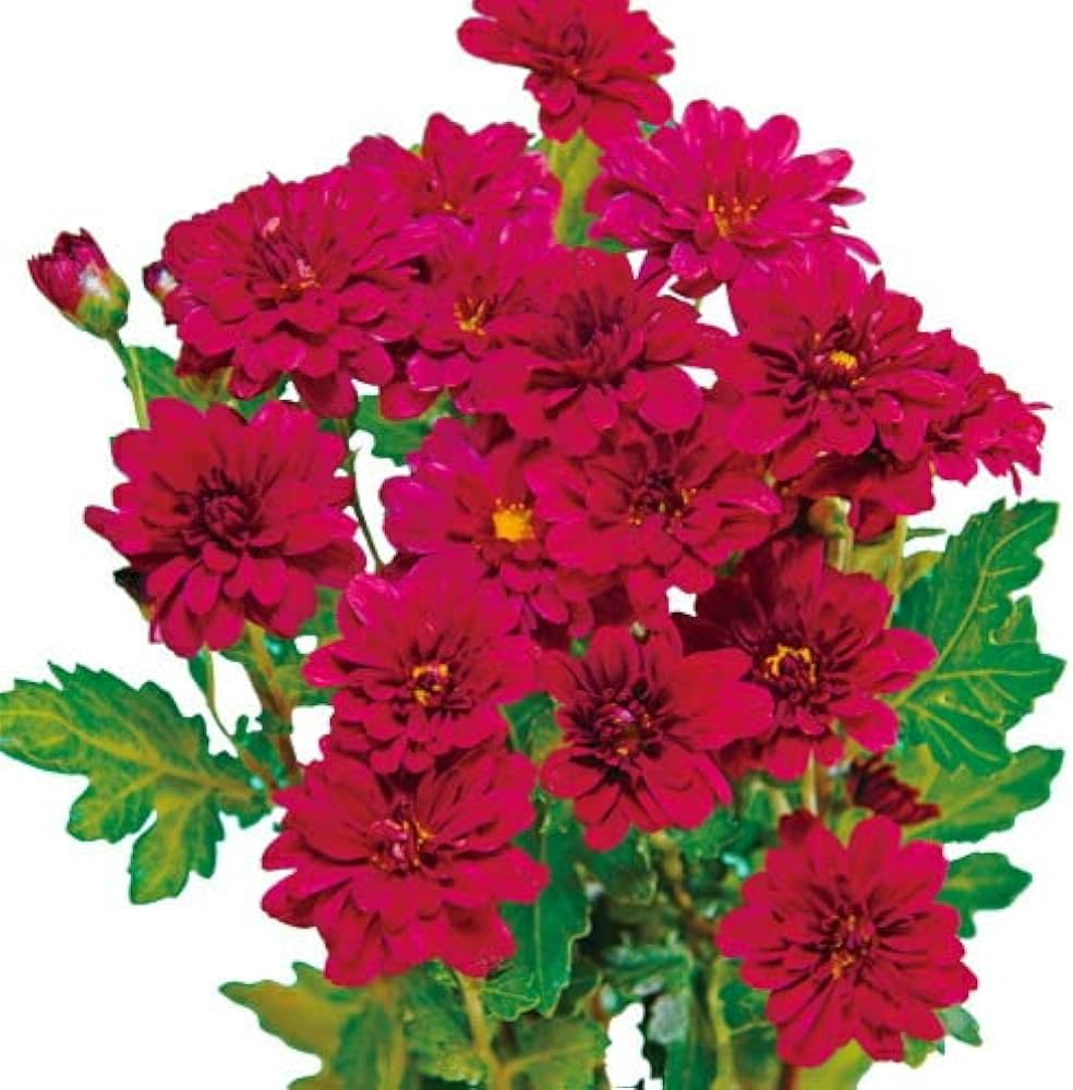 ピンク系小菊　秋咲き Amazon.co.jp: 菊（キク、きく） 秋咲き小菊 花果実 7.5cm ポット苗 2