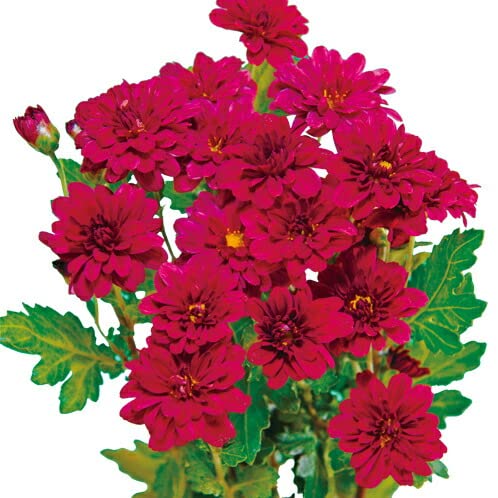 Amazon.co.jp: 菊（キク、きく） 秋咲き小菊 花果実 7.5cm ポット苗 2