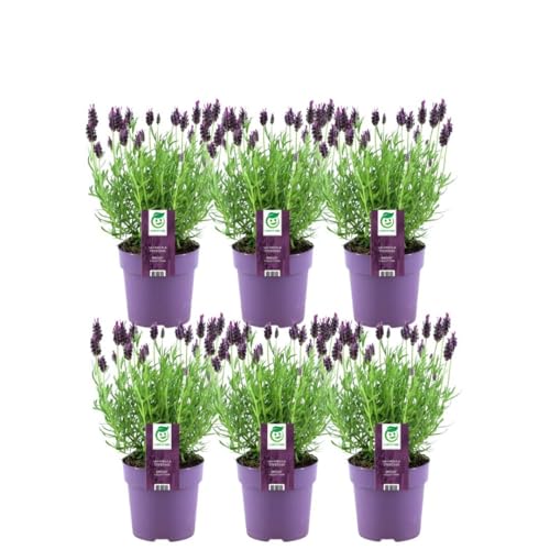 Plants by Frank | 6 Französischer Lavendel Pflanzen | Schopflavendel | 6 x Lavandula Stoechas Anouk 13 cm Topf - Lavendel Pflanze - Stauden - Frisch aus der Gärtnerei