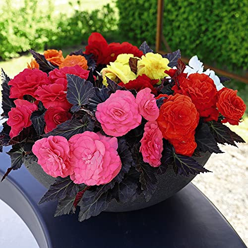 Begonia Non Stop Mocca Mixed Garden Plant Half- Hardy Perennial Flowering Garden Plants Easy to Grow Your Own 24x Plug Plants by Thompson and Morgan (24)