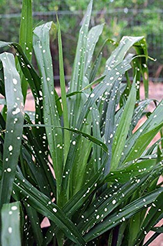 bogenhanf kosten Sansevieria trifasciata