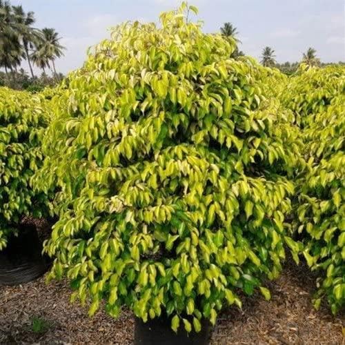 EverSneh Live Yellow Leaves Ficus Plant For Your Garden,School,Garden,And Park For Diffrent Type Shaded Plant (B0B7P58XN3) Amazon Price History, Amazon Price Tracker