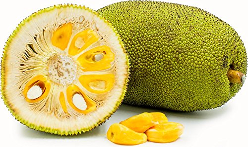 Royal Paradise Gardens Rare Jack fruit" Jack Honey Dew" Super Tasty Grafted Jackfruit 1 Live Plant (B0786LPPX5) Amazon Price History, Amazon Price Tracker