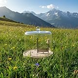 SET ORIGINAL LA GIROLLE AHORN-HOLZ KÄSEHOBEL + EDLE GLASGLOCKE MUNDEGEBLASEN - FÜR TETE DE MOINE CHOCO ROLLES/ROULETTE