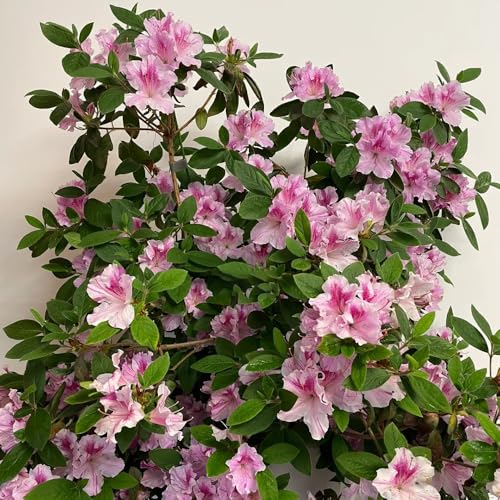 semillas resistentes de rododendro - silvestres, balcón azalea perennes 80pcs