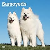 Samoyeds 2021 Calendar