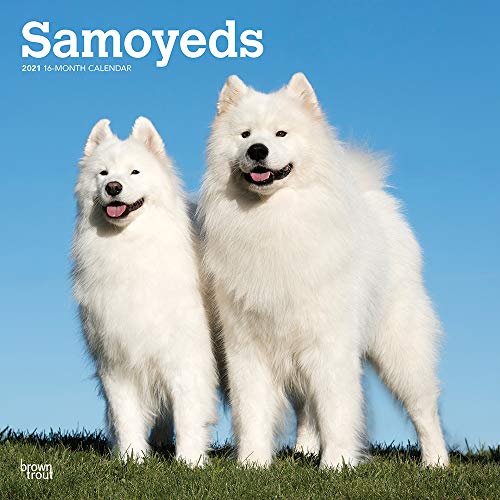samoyed ár